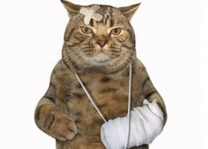 Berikut Penanganan Pertama Jika Kucing Peliharaan Terluka 
