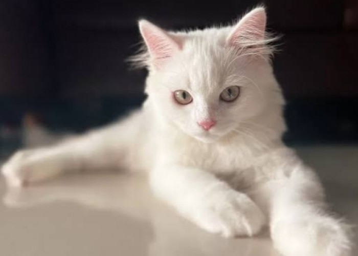 Sederetan Sifat Unik Kucing Persia yang Harus Kamu Tahu