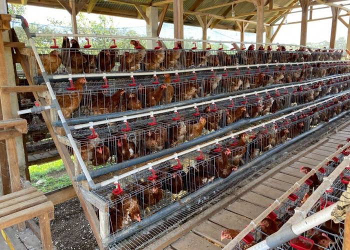 Desa Batu Raja Kembangkan Program Ayam Petelur Kemendes, Omzet Capai Rp300 Ribu per Hari