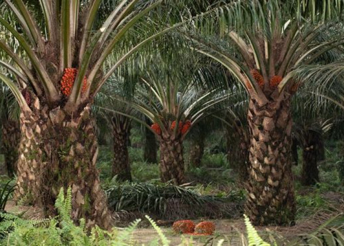 Aturan Tanam Sawit 50 Meter dari Sungai Dipersoalkan Warga Bengkulu Tengah