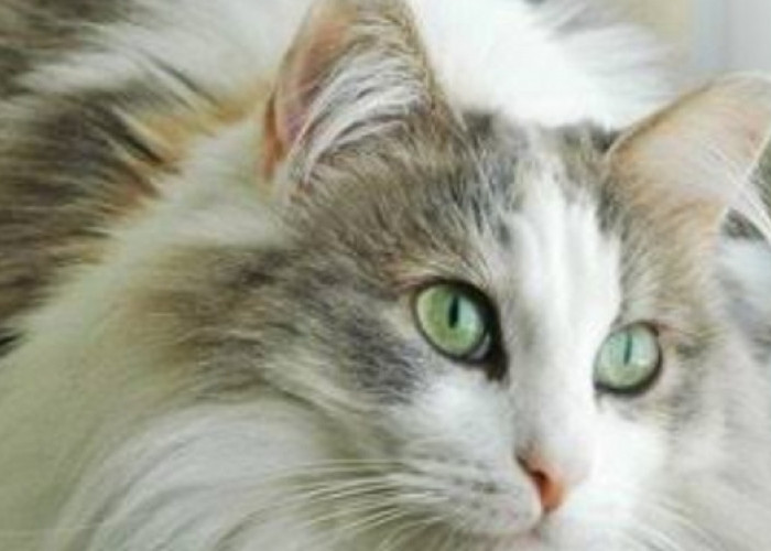 Mengenal Kucing Ragamuffin: Salah Satu Kucing Tercantik di Dunia yang Ramah dan Penyayang