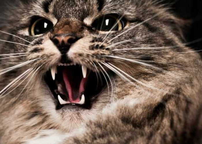 Kenali 10 Faktor Ini, Bisa Jadi Salah Satu Tanda Kucing Peliharaan Jadi Agresif