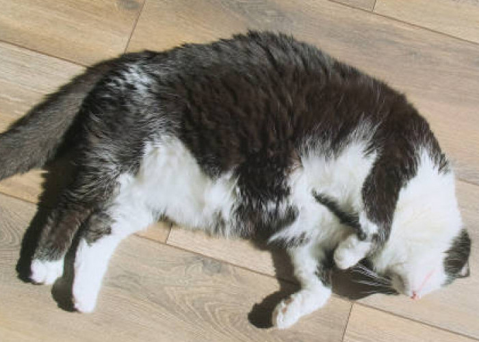 Terungkap! Selain Kenyamanan, Inilah Beberapa Alasan yang Membuat Kucing Senang Tidur Dilantai