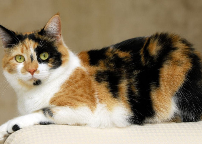6 Fakta Menarik Kucing Calico, Si Belang Tiga yang Dipercaya Bawa Hoki