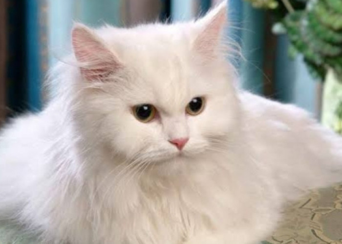 Mengenal Karakteristik dan Cara Perawatan Kucing Persia
