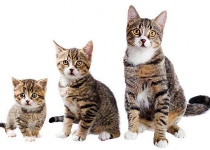 Masih Bingung Mengetahui Umur Kucing Peliharaan, Simak Cara Berikut Ini