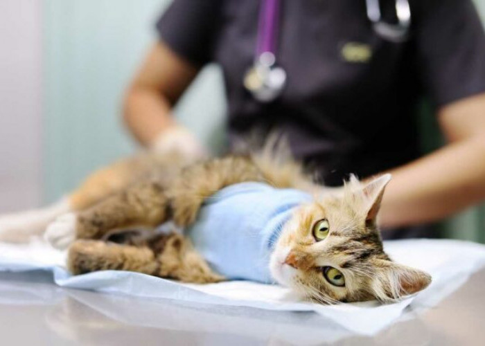 Cat Lovers Wajib Tahu! Manfaat Sterilisasi pada Kucing Jantan