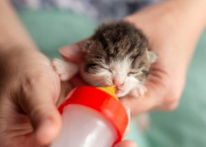 10 Tips Sederhana Merawat Anak Kucing Tanpa Induk dengan Baik