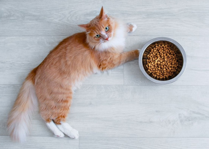 Merk Makanan Kucing Berkualitas, Cocok Untuk Buat Si Anabul Gemuk