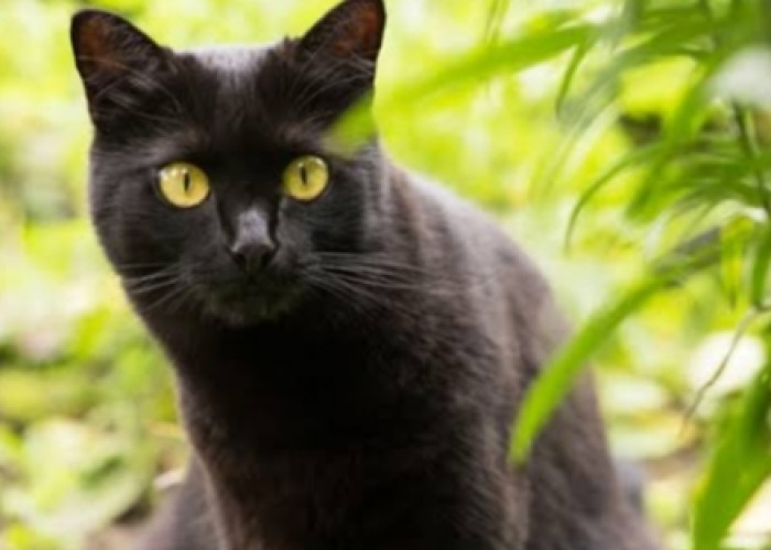 Lebih Dekat dengan Kucing Bombay: Si Hitam Menawan yang Setia, Ramah dan Penuh Kasih Sayang 