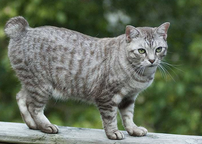 Kucing Ekor Pendek Disebut Pembawa Keberuntungan, Mitos atau Fakta? Cek Kebenarannya
