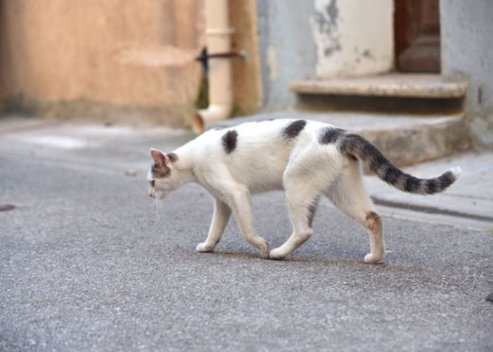 Penasaran Berapa Lama Kucing Mampu Bertahan Hidup Tanpa Makanan? Cek Hasil Survei Berikut