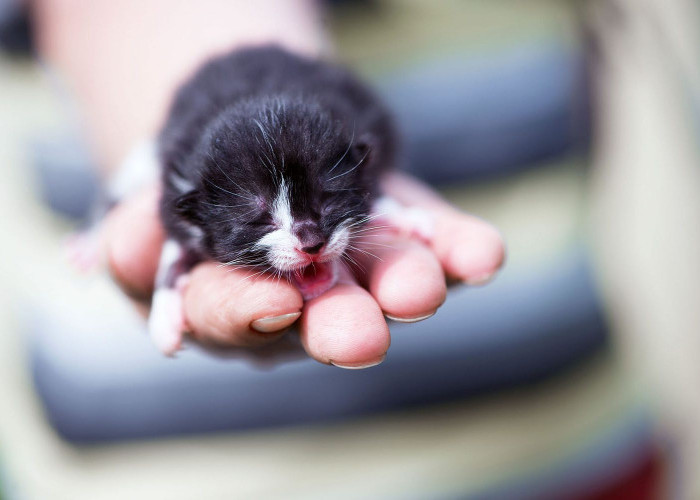 Penyebab Fadding Kitten Syndrome pada Anak Kucing dan Cara Pencegahannya