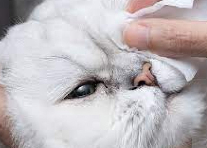 Rekomendasi Obat untuk Mengatasi Mata Kucing Berselaput Serta Langkah Penanganannya 