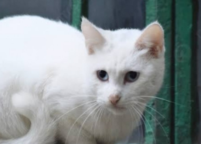 Sederet Mitos dan Fakta Menarik tentang Kucing Putih