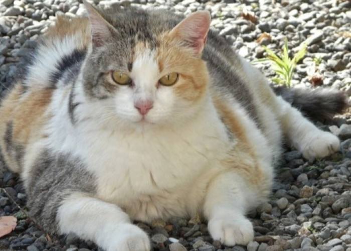 10 Tips Ampuh Menurunkan Berat Badan Kucing yang Obesitas