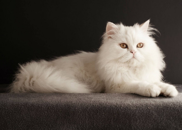 Kenali Jenis Kucing Persia dan Cara Merawatnya