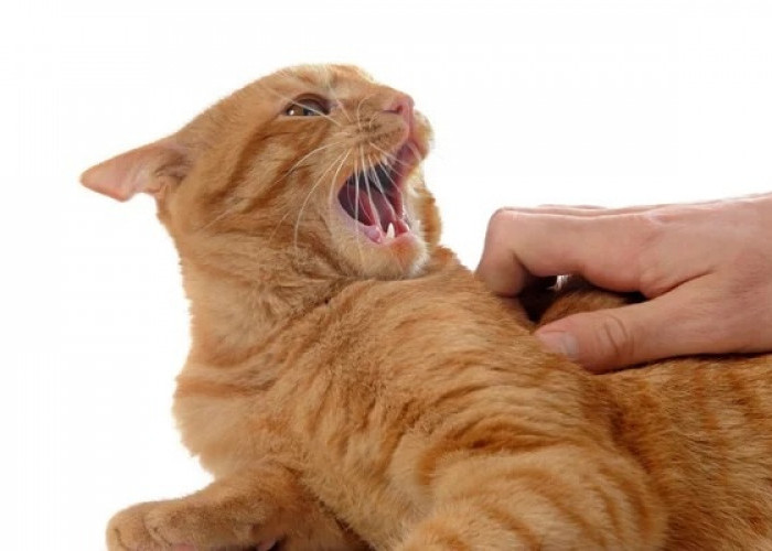 Mengatasi Kucing Agresif: Penyebab dan Langkah-Langkah yang Perlu Cat Lovers Ketahui