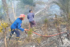 Kemarau Panjang Picu Karhutla, 5 Hektare Kebun Sawit di Lagan Bungin Hangus Dilahap Api
