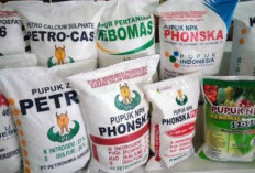 Bantuan Pupuk dan Pestisida Senilai Rp5,5 Miliar Disiapkan untuk Empat Kelompok Tani di Bengkulu Tengah