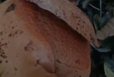 Pekan Ini Rafflesia Arnoldii Mekar di Liku Sembilan Bengkulu Tengah