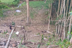 Perda Ternak Dinilai Belum Efektif, Warga Minta Satpol PP Segera Bertindak