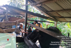 Idul Adha 2026, Bengkulu Tengah Terima Sapi Kurban Bantuan Presiden Berbobot 850 Kg