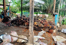Petani Sawit Bengkulu Tengah Bingung Harga TBS Turun Tajam, Minta Pemerintah Turun Tangan