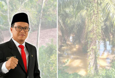 Lahan Pertanian dan Sumber Air Diduga Terdampak, DLH Telusuri Perusahaan di Linggar Galing