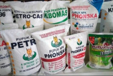 Empat Kelompok Tani di Bengkulu Tengah Nikmati Bantuan Pupuk dan Pestisida