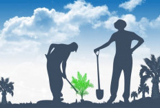 Produksi Sawit Bengkulu Tengah Naik, Program PSR Terus Berjalan