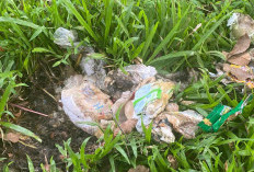 DLH Temukan Tumpukan Pampers di Jalan Sepi, Ini Dampaknya Menurut Tenaga Kesehatan