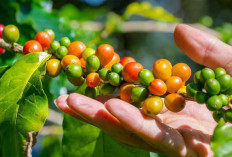 Kuota Bibit Kopi Gratis Bengkulu Tengah untuk 500 Hektare, Baru 3 Poktan yang Mengajukan Proposal