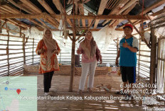 Gunakan Sistem Bertahap, BUMDes Maju Bersama Desa Harapan Pasok 500 Bibit Ayam Pedaging