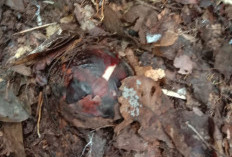 Kabar Gembira, Rafflesia Arnoldii Diprediksi Kembali Mekar di Liku Sembilan Mei Mendatang