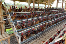 Desa Batu Raja Kembangkan Program Ayam Petelur Kemendes, Omzet Capai Rp300 Ribu per Hari